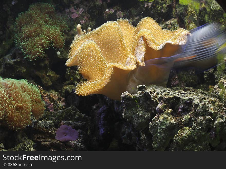 Toadstool coral