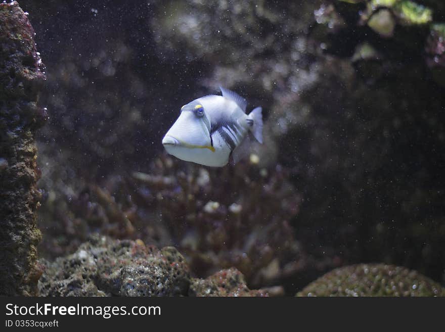 The approaching lagoon or blackbar triggerfish. The approaching lagoon or blackbar triggerfish.