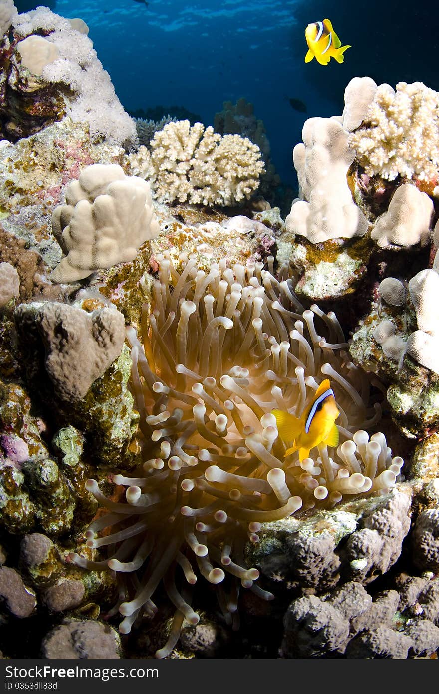 Two Anemonefish