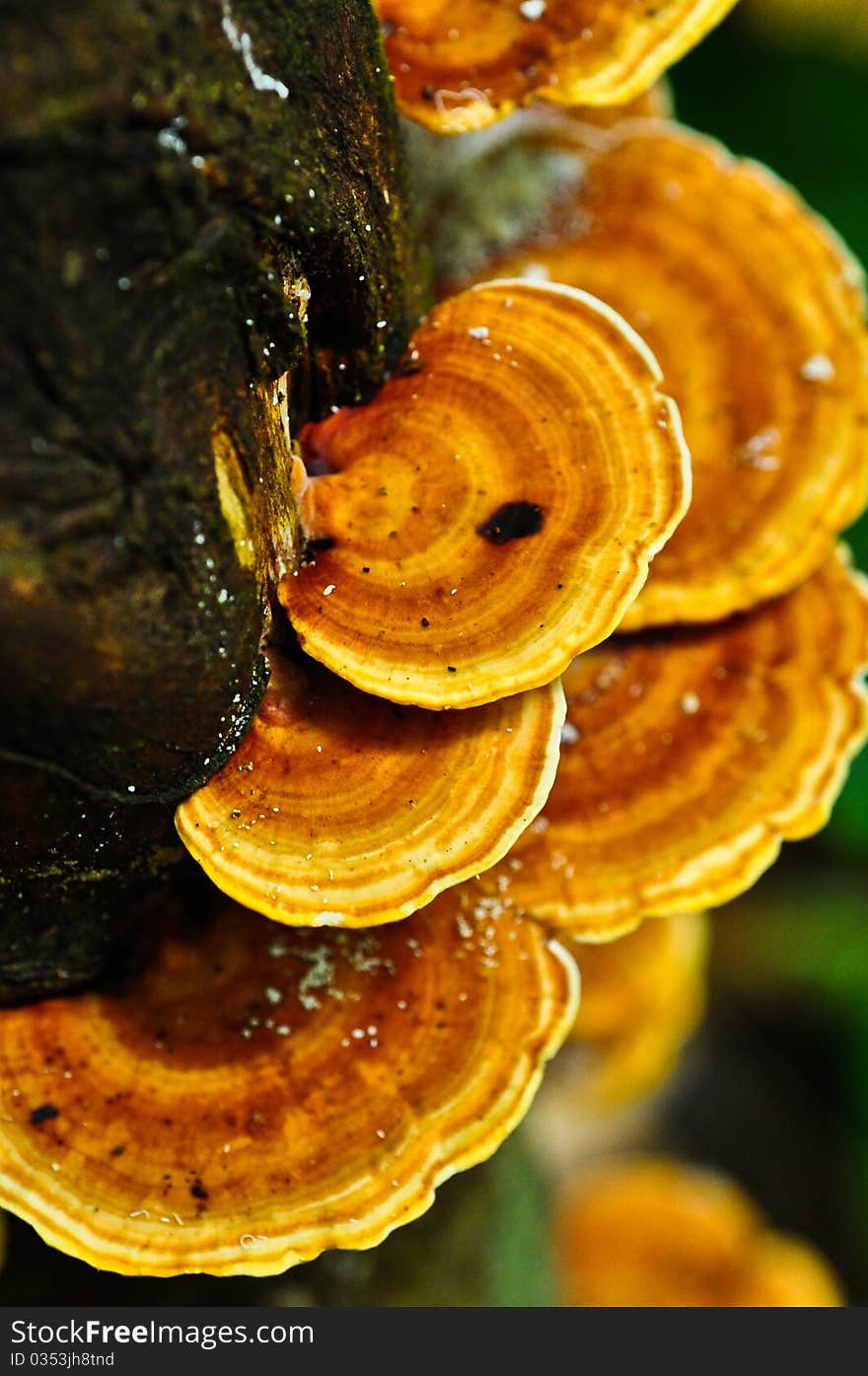 Fungus mushrooms at Phaghan island