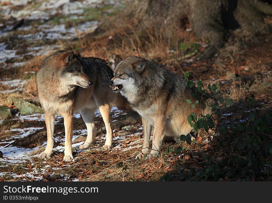 Wolves in Bavarian Forest