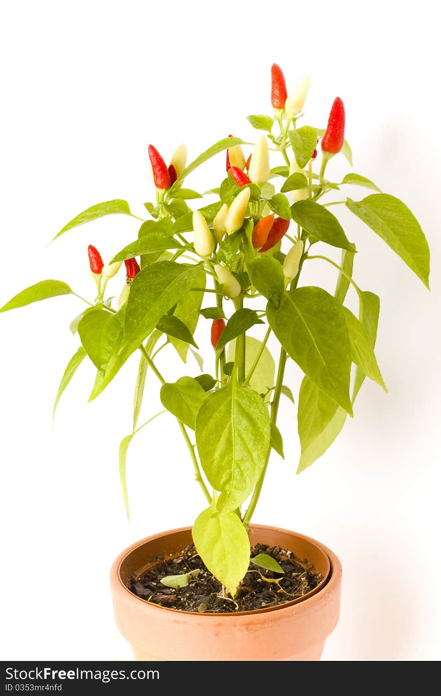 A green Chiltepin chilli pepper plant in a pot with ripe red and white chilli peppers. A green Chiltepin chilli pepper plant in a pot with ripe red and white chilli peppers