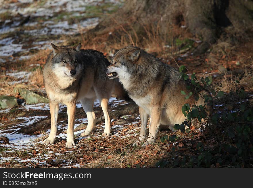 Wolves in conflict in Bavarian Forest. Wolves in conflict in Bavarian Forest