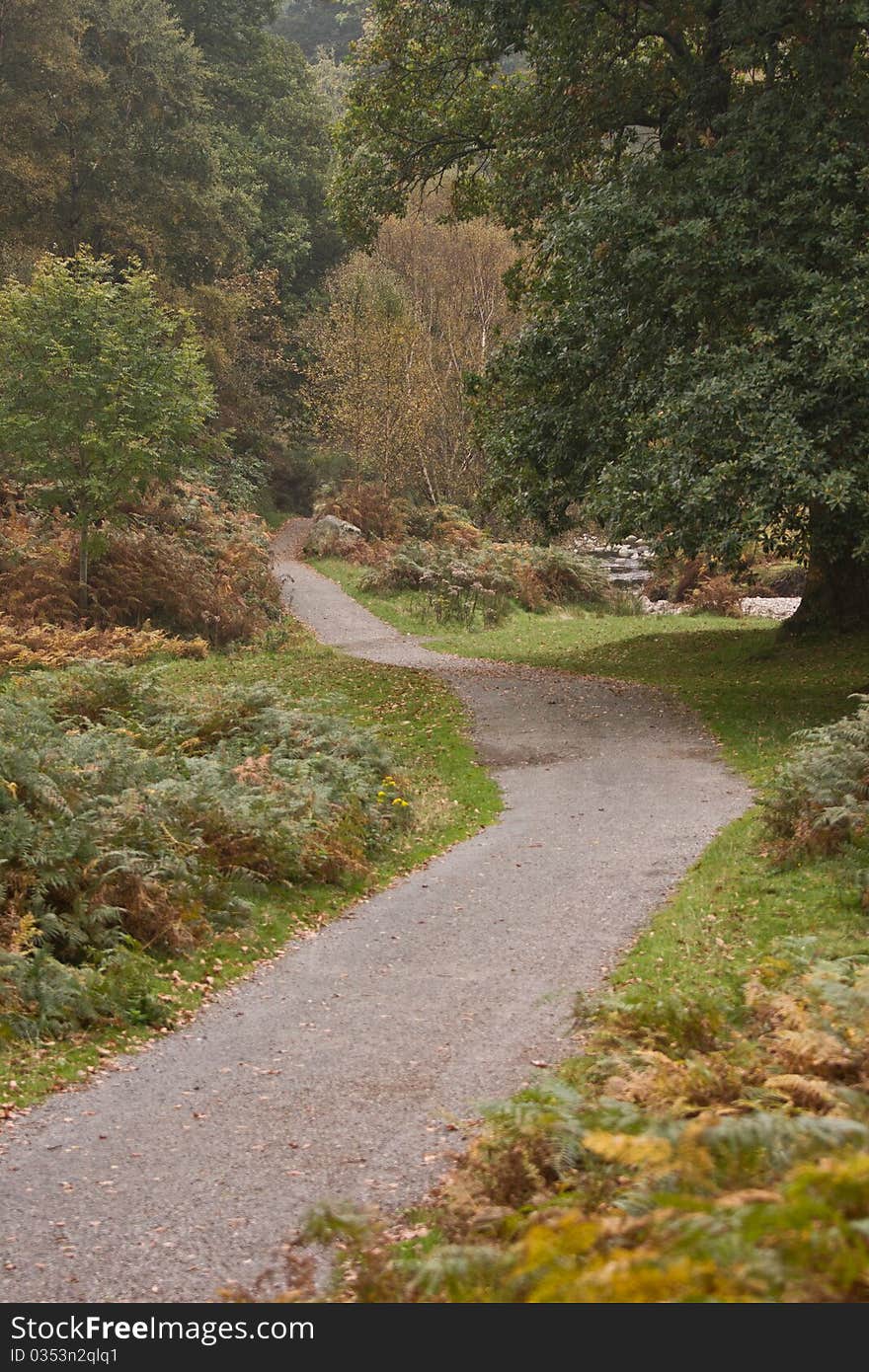 Road through the forest