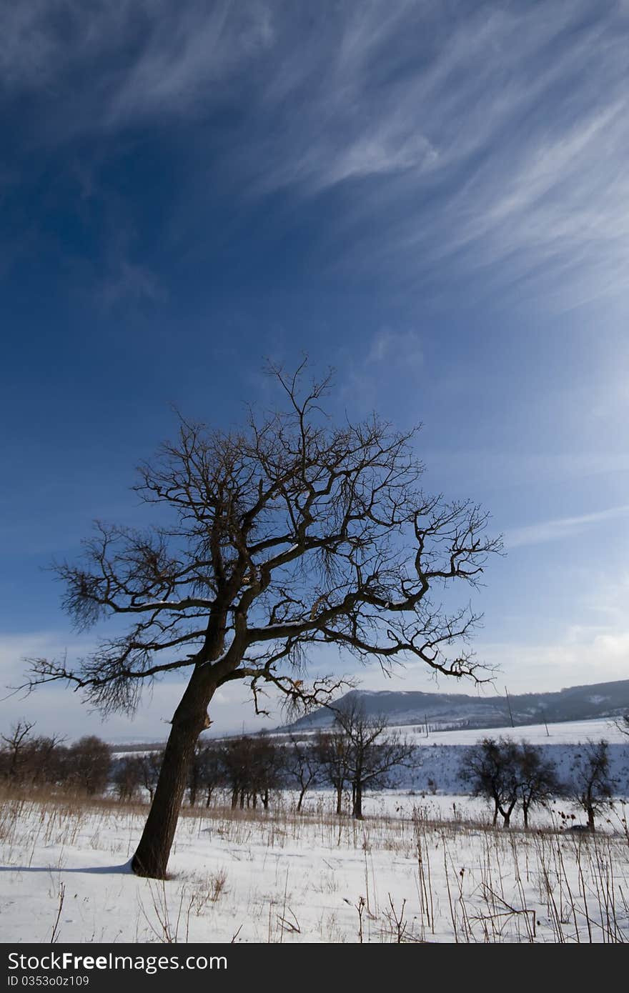 Oak tree winter peissage on snow and blue sky with scattered clouds. Oak tree winter peissage on snow and blue sky with scattered clouds