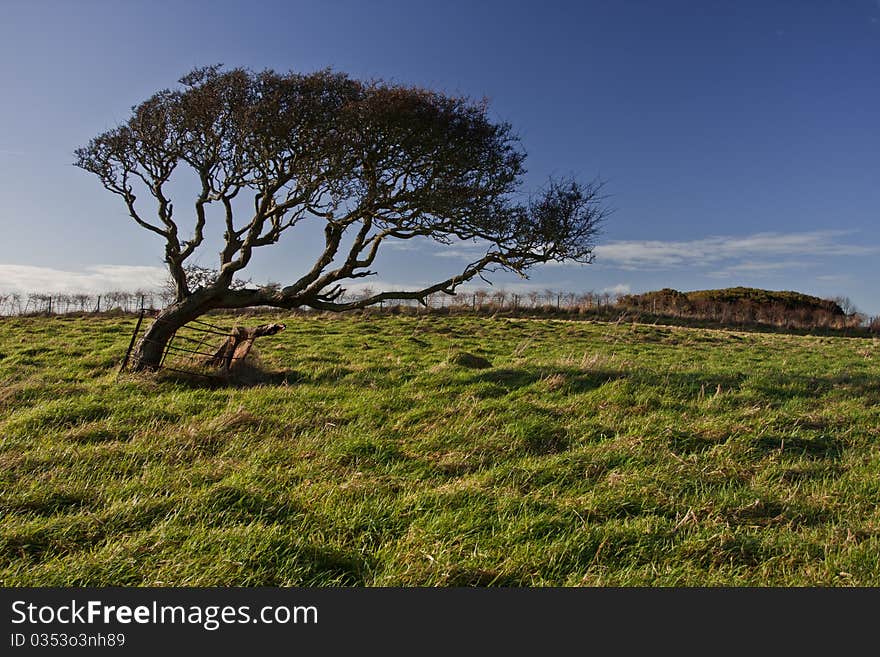 Old tree on a green field alone. Old tree on a green field alone