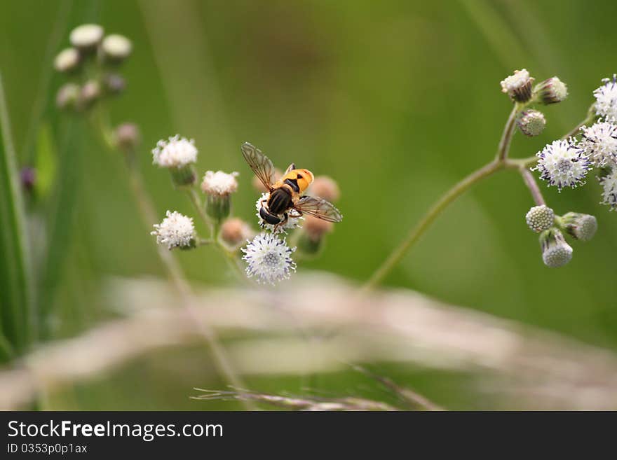 The Honeybee collecting the pollen