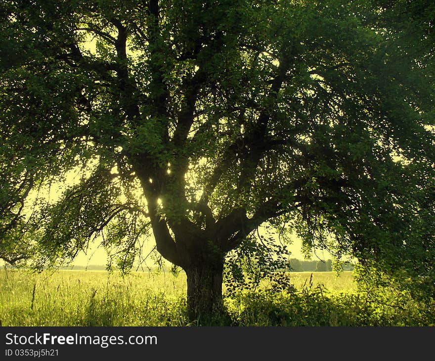 Old Tree