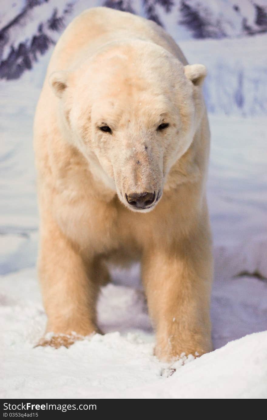 Polar bear