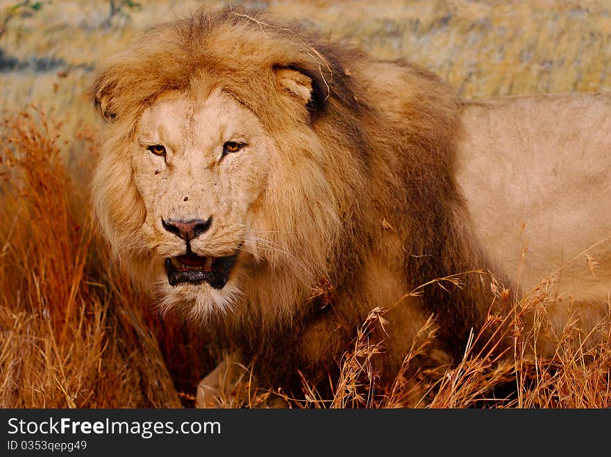 Male lion that waits for the prey in the savanna