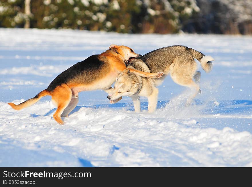 The playing two dogs in winter