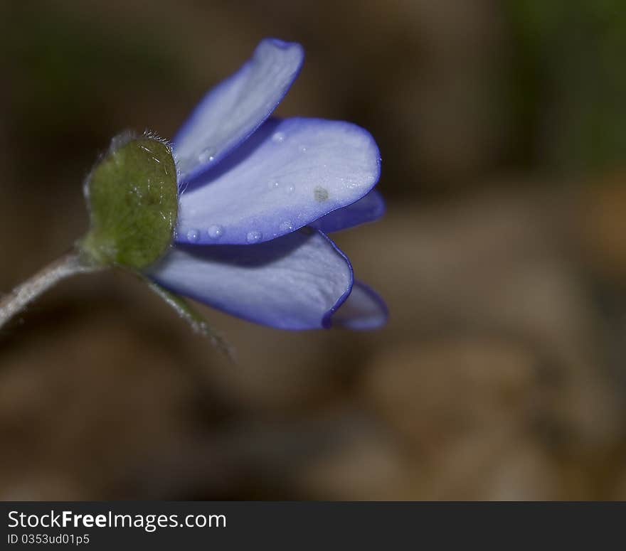 Hepatica nobilis common liverwort beautiful blue flowers spring forest