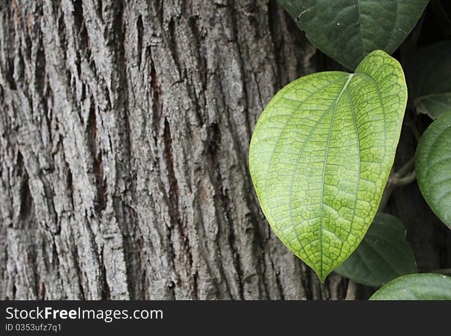 Bright Green Pepper Leaf