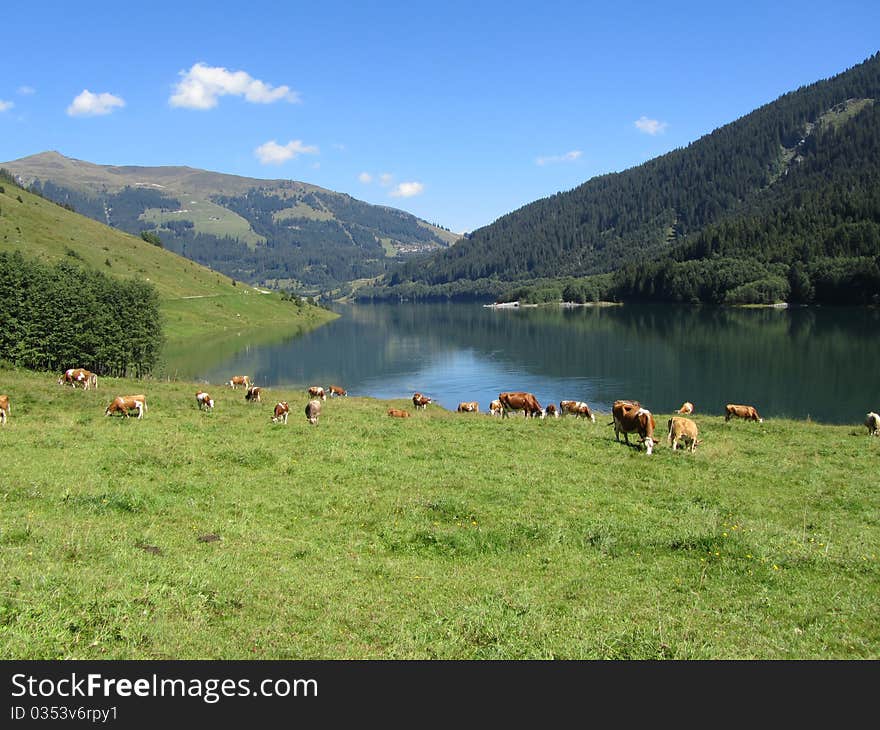 Cows & Lake