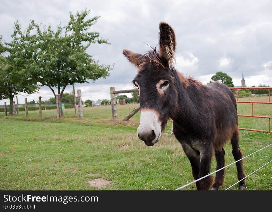 Donkey In A Field