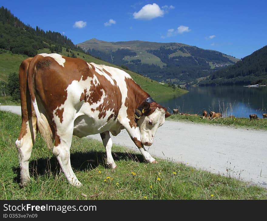 Cows & Lake