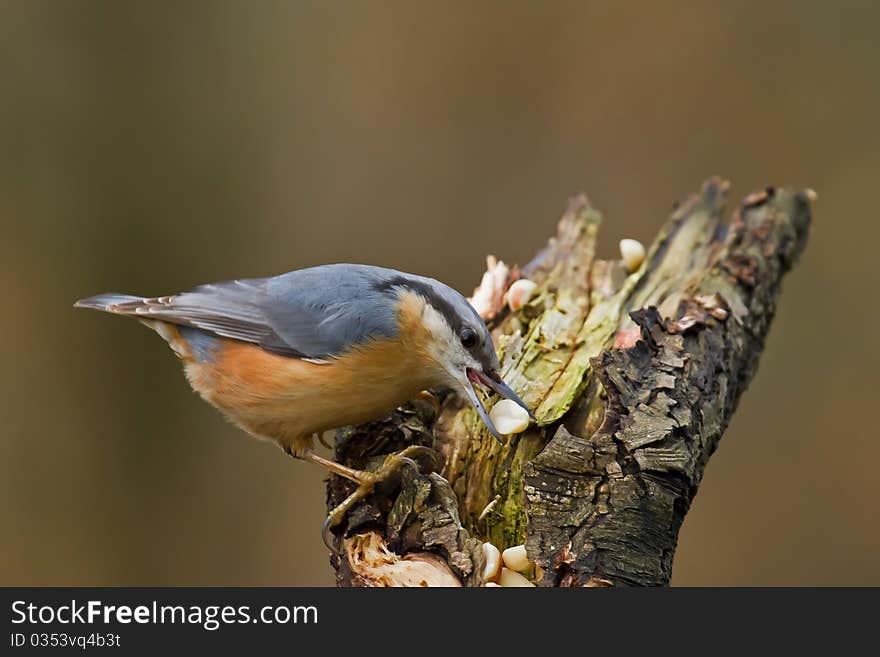 Nuthatch Feeding