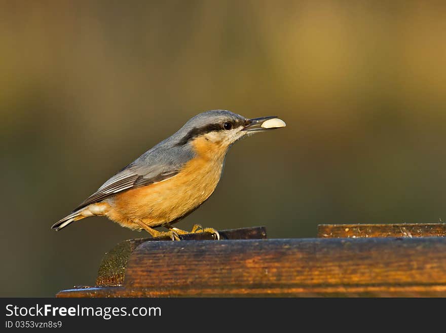 Nuthatch at a Feeder