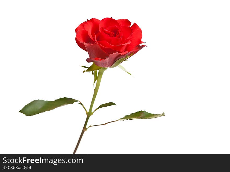 Red roses on white isolated background