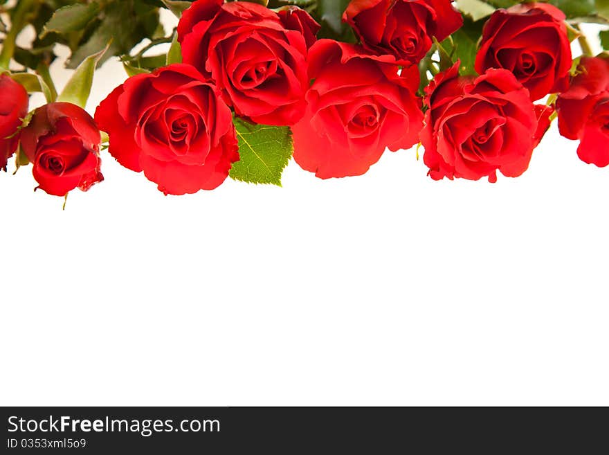 Red roses on white isolated background valentine's day