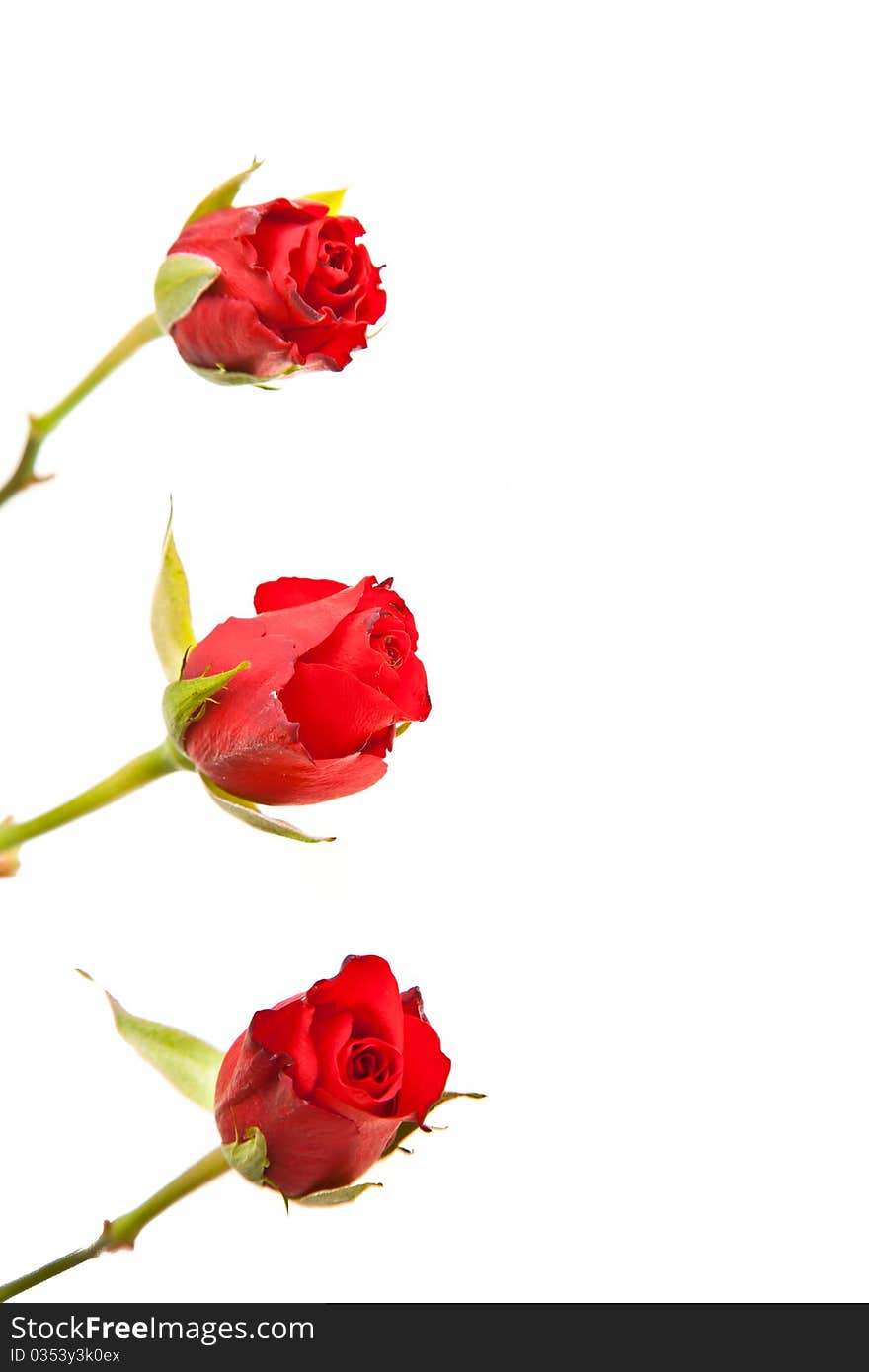 Red roses on white isolated background