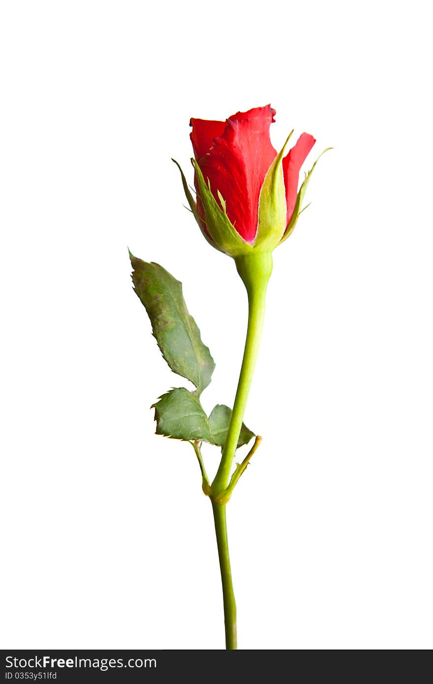 Red roses on white isolated background