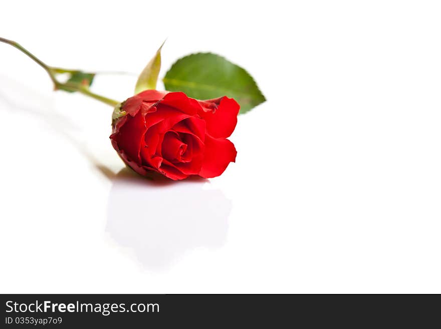 Red roses on white isolated background valentine's day