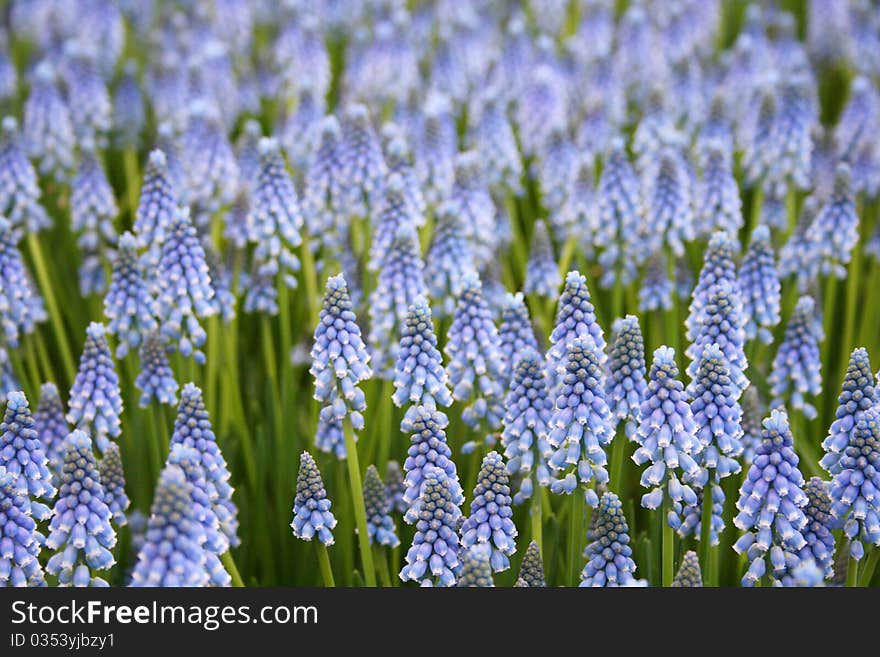 Blue hyacinth with more blurred hyacinths in the background