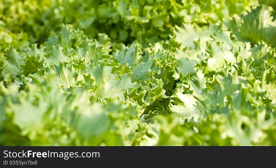 Hydroponics Vegetable