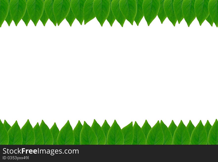 Green Leaves Frame