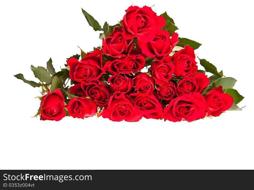 Red roses on white isolated background