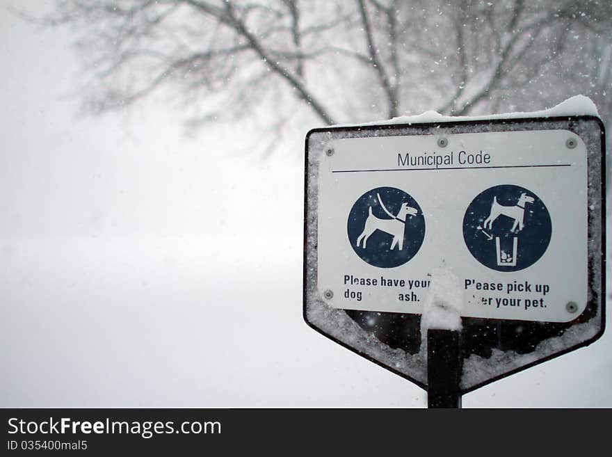 Dog park during a snow storm. Dog park during a snow storm