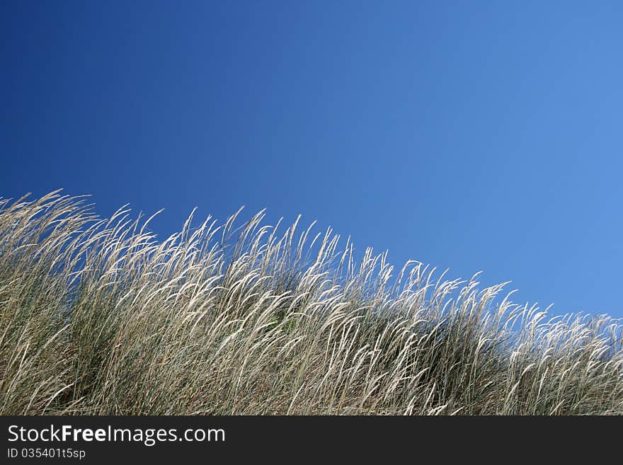 Grass in the wind