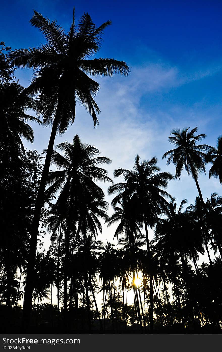 Coconut Trees , Samui , Thailand