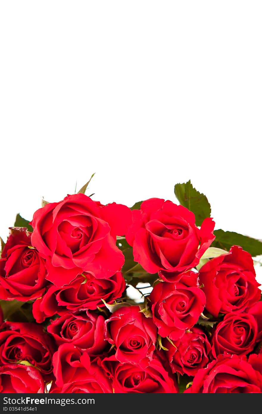 Red roses on white isolated background valentine's day