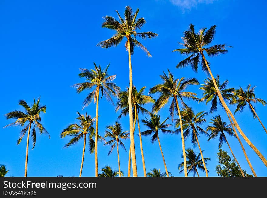 Coconut Trees , Samui , Thailand