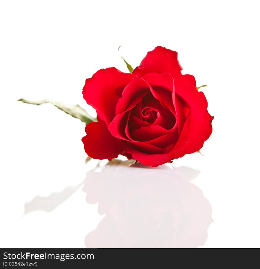 Valentine's day red roses isolated on white