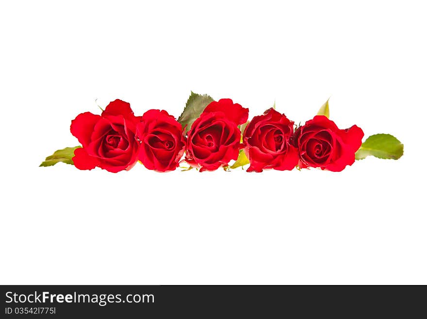 Valentine's day red roses isolated on white