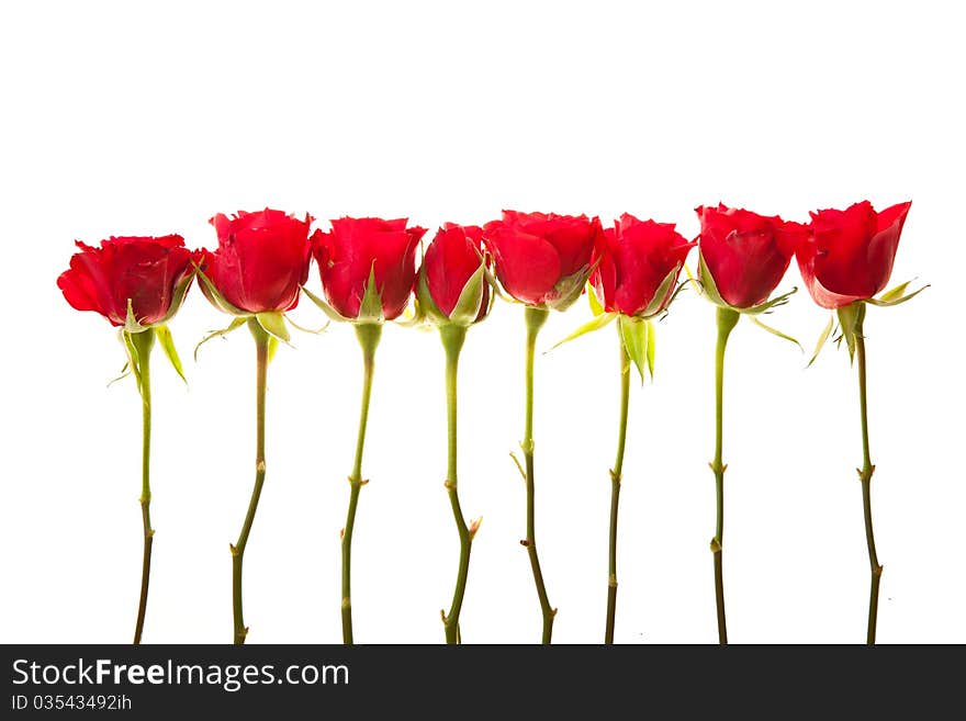 Valentine s day red roses isolated