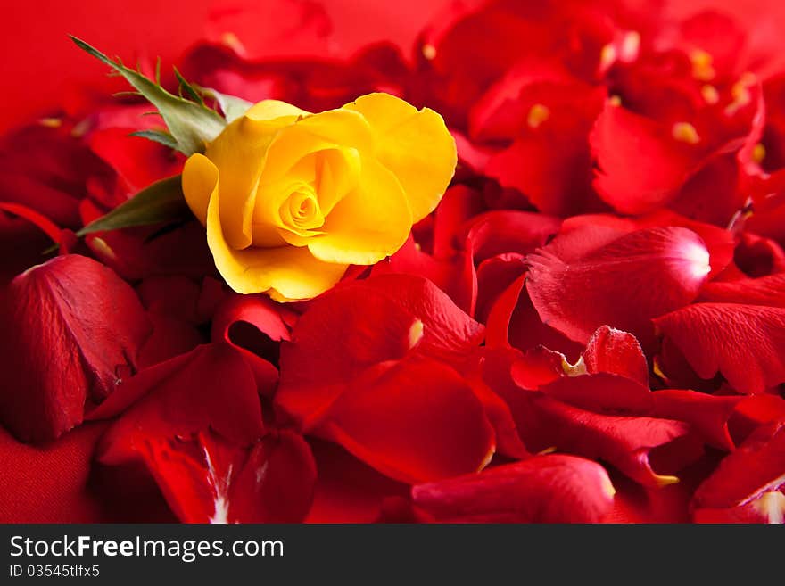 Red Roses Petals Valentine S Day