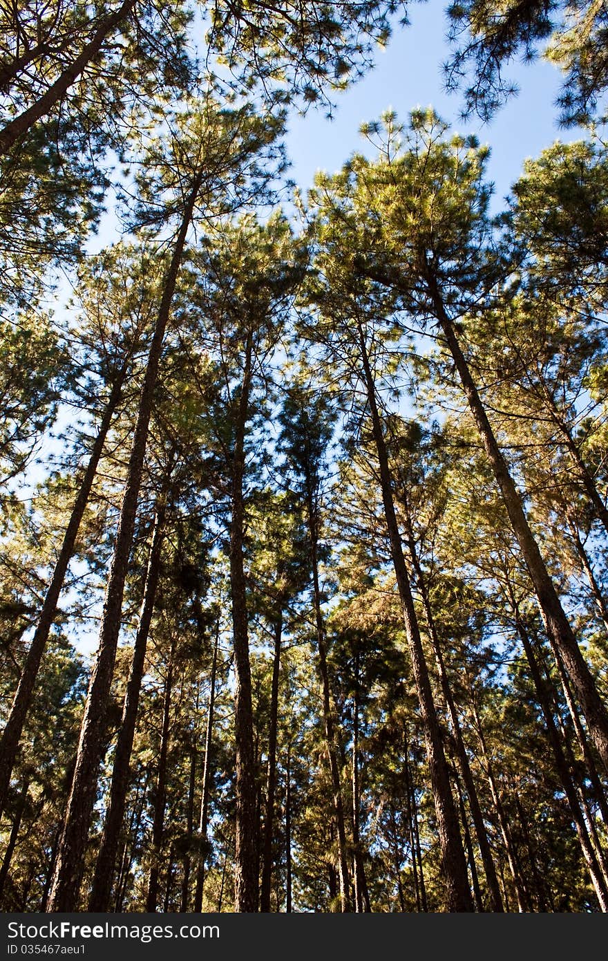 Beautiful scenery in the pine forest, romance