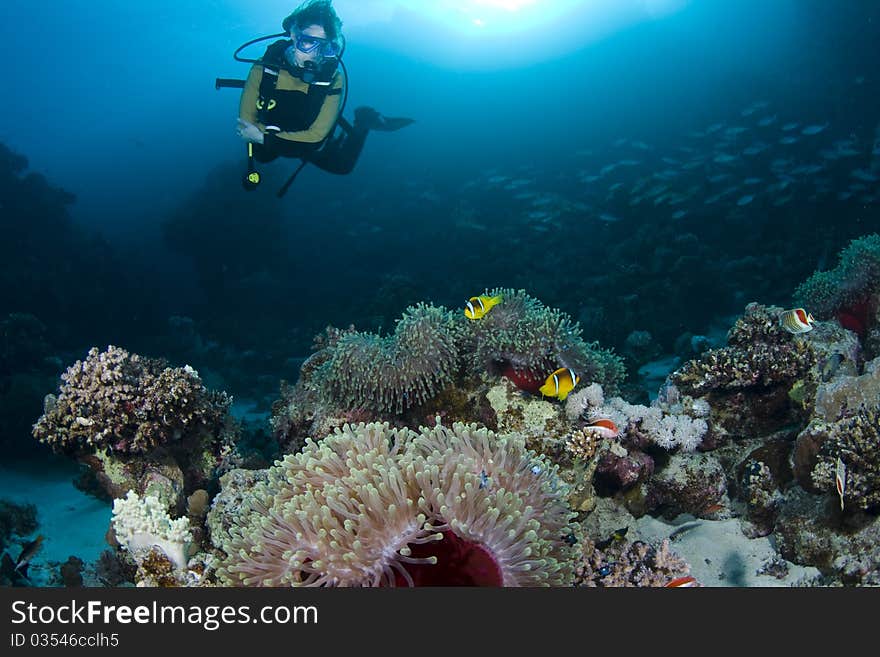 Diver over Anemones and Clownfish