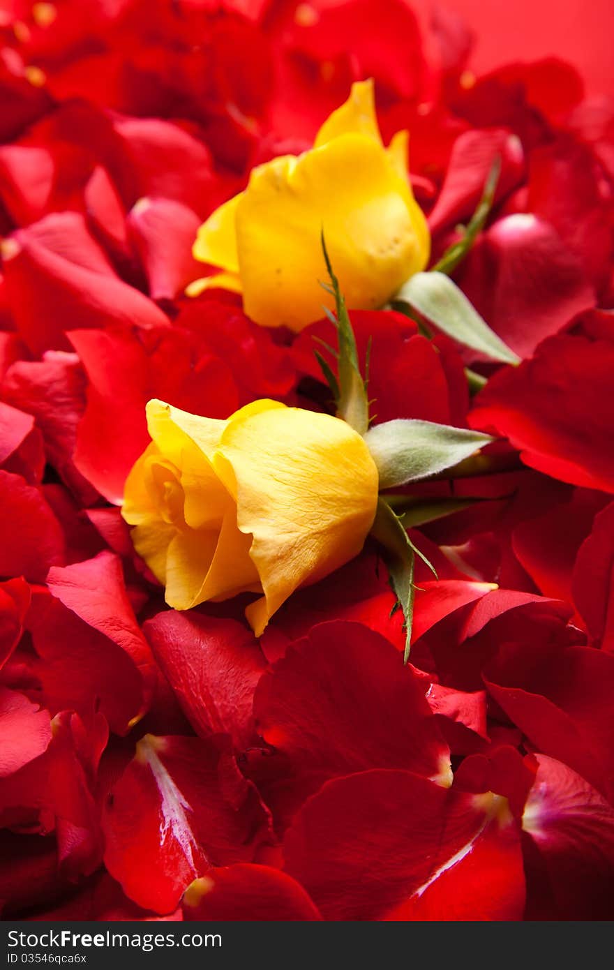 Red roses petals Valentine s Day