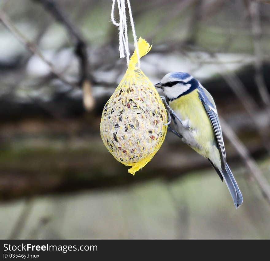 Parus caeruleus tit eat seed tallow