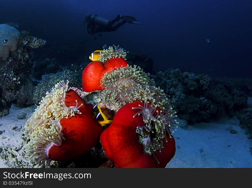 Clownfish and diver