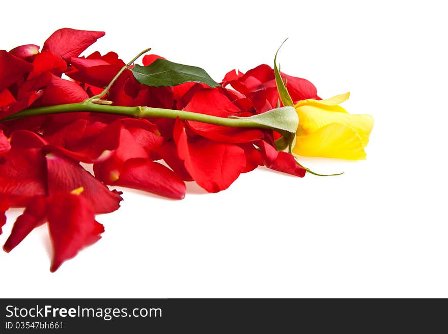 Red roses petals Valentine s Day