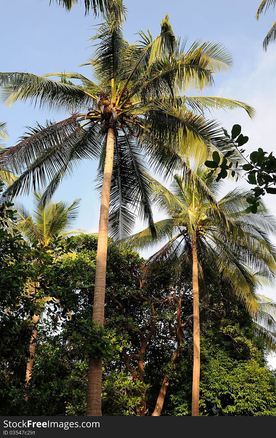 Coconut tree with golden nuts opposite blue sky. Coconut tree with golden nuts opposite blue sky