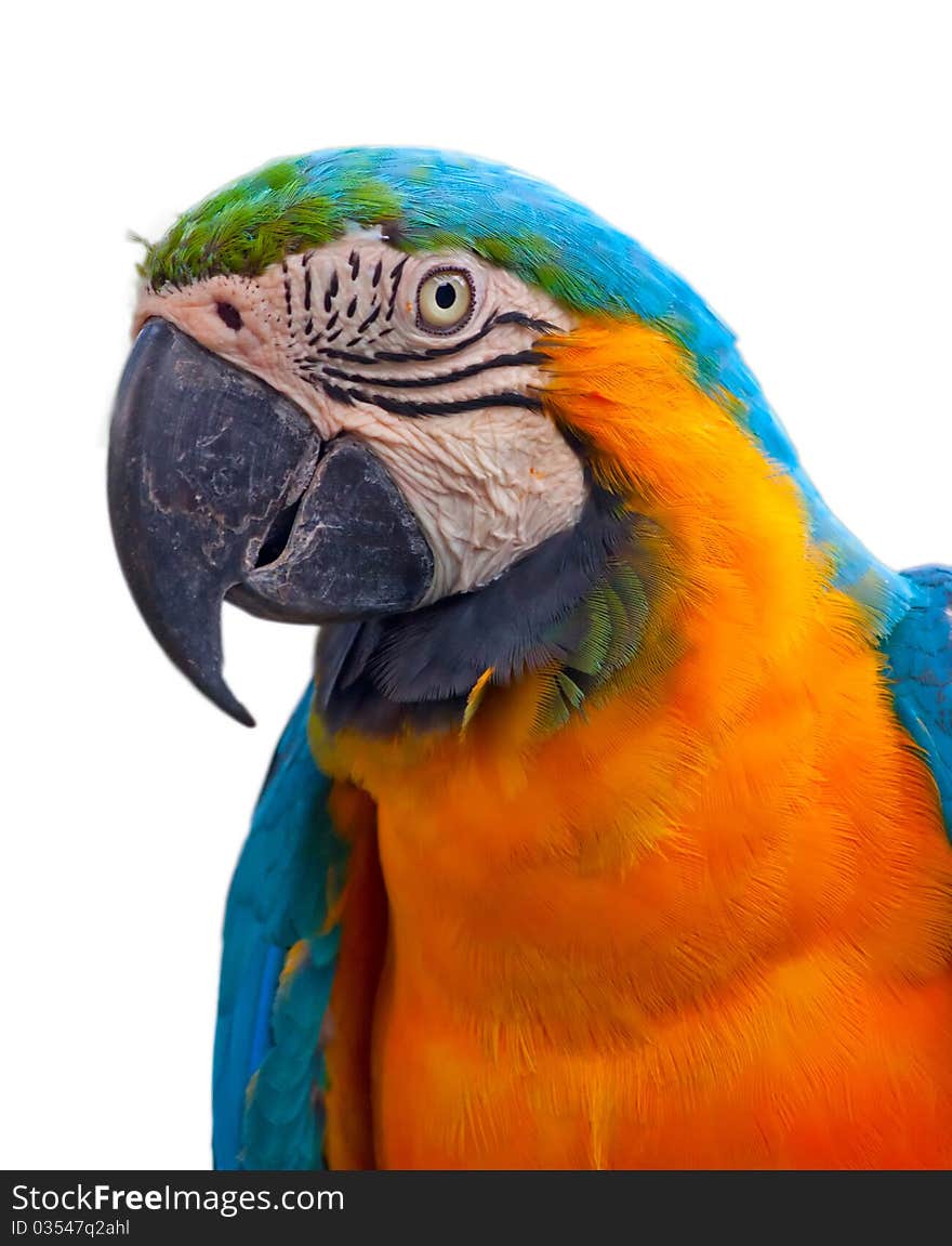 A blue and yellow macaw closeup