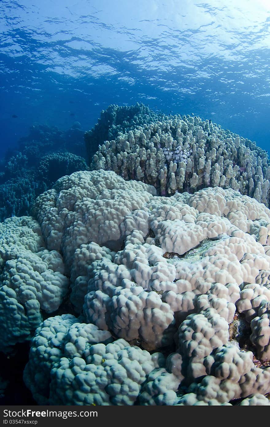 Giant Corals