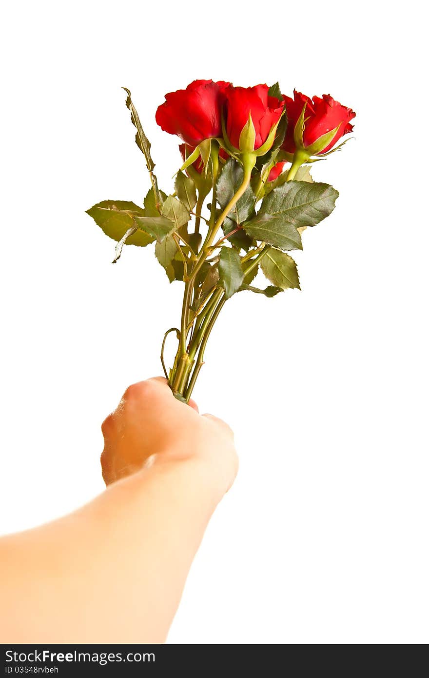Male hand giving roses on white isolated background. Male hand giving roses on white isolated background